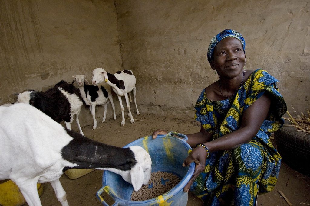 a woman feeding goats