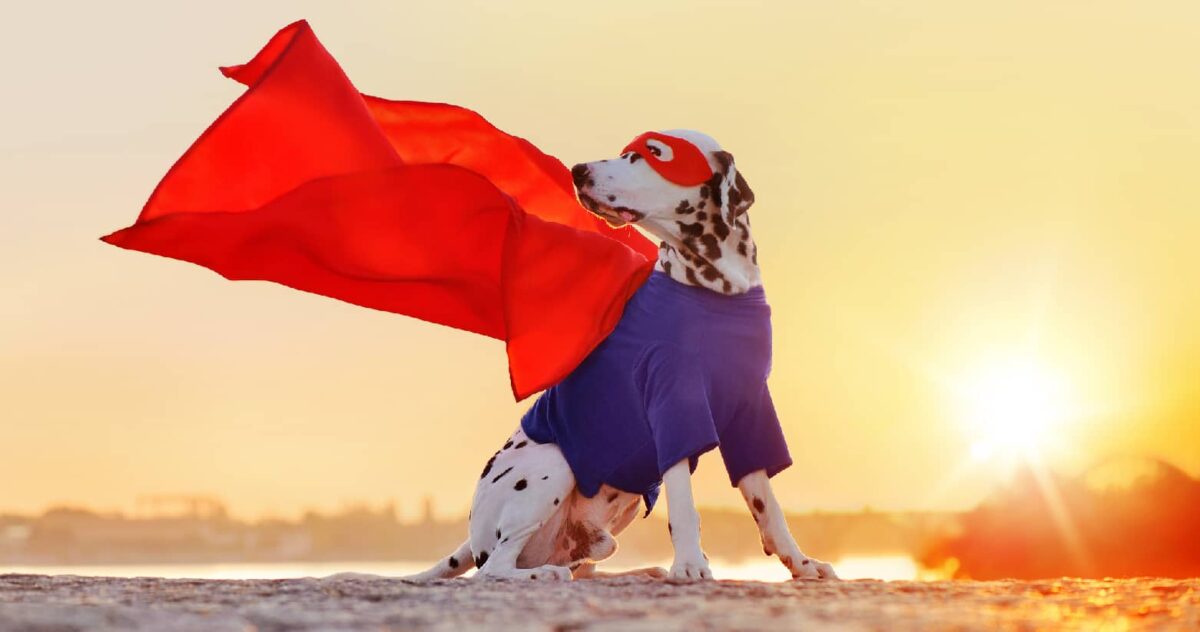 An image of a dog in a superhero costume, representing loyalty's place in brand loyalty marketing