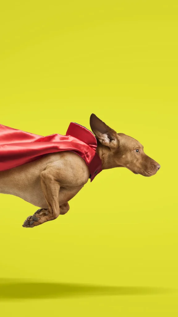 A dog flying and wearing a superhero cape